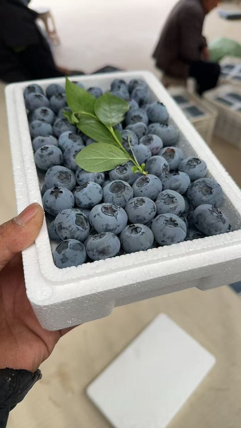 【热卖】L25蓝莓山东蓝莓产地直发品种齐全保质保量