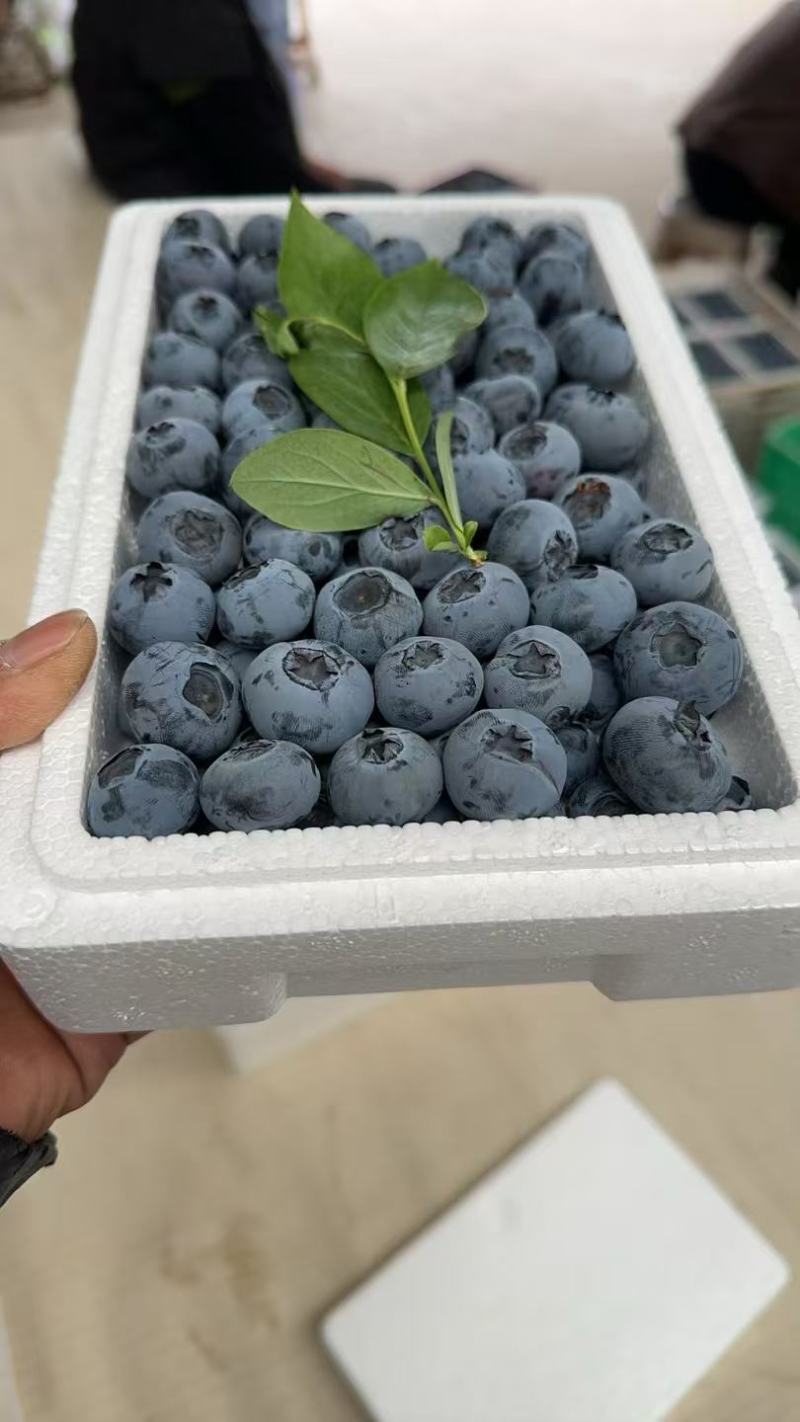 【精选】L25蓝莓山东蓝莓品种齐全甜美多汁对接电商