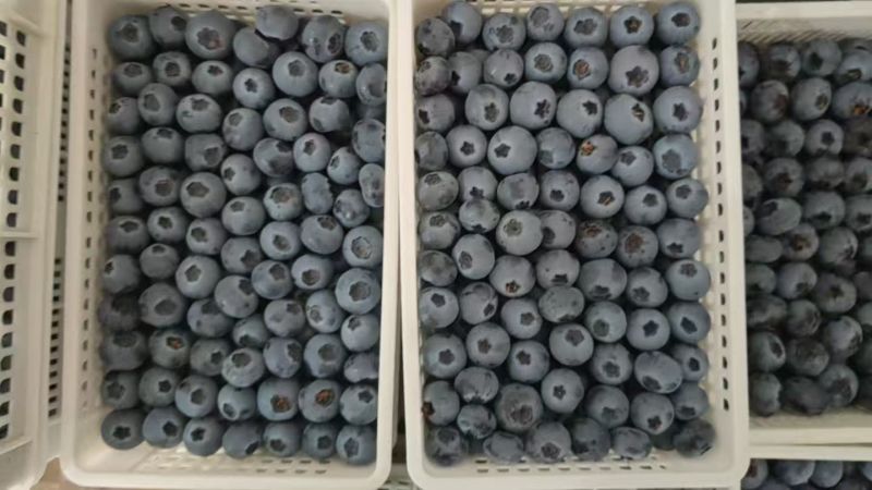 【精选】L25蓝莓山东蓝莓品种齐全甜美多汁对接电商