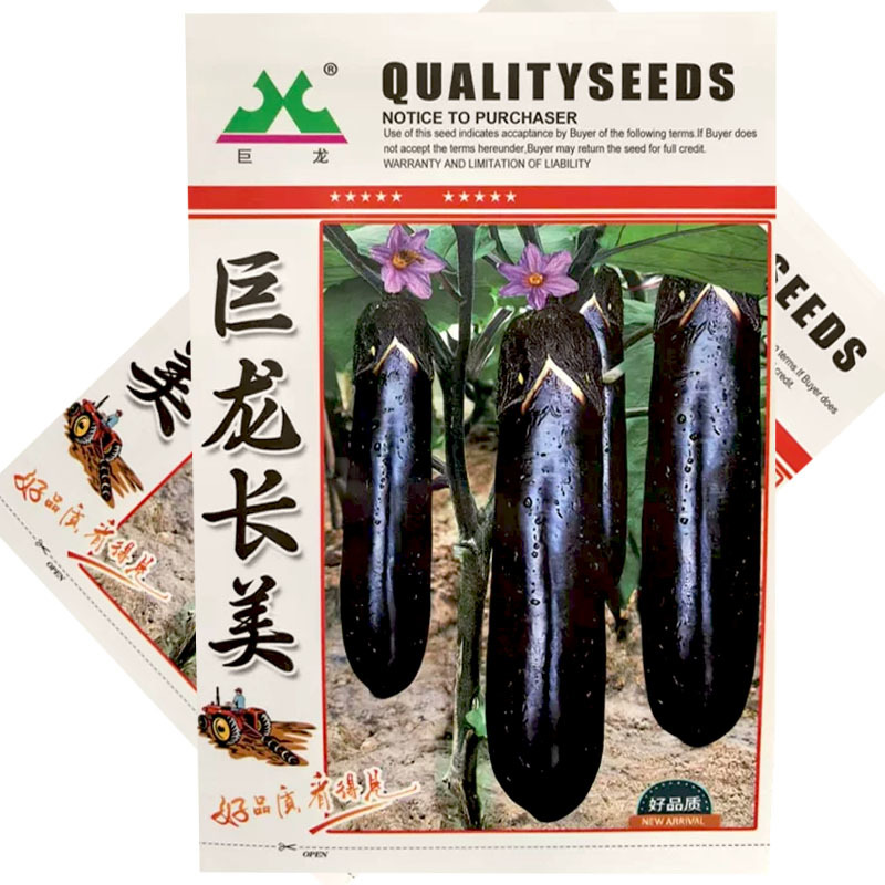 巨龙长美露地茄子种子中早熟紫黑长棒茄紫萼绿肉长茄