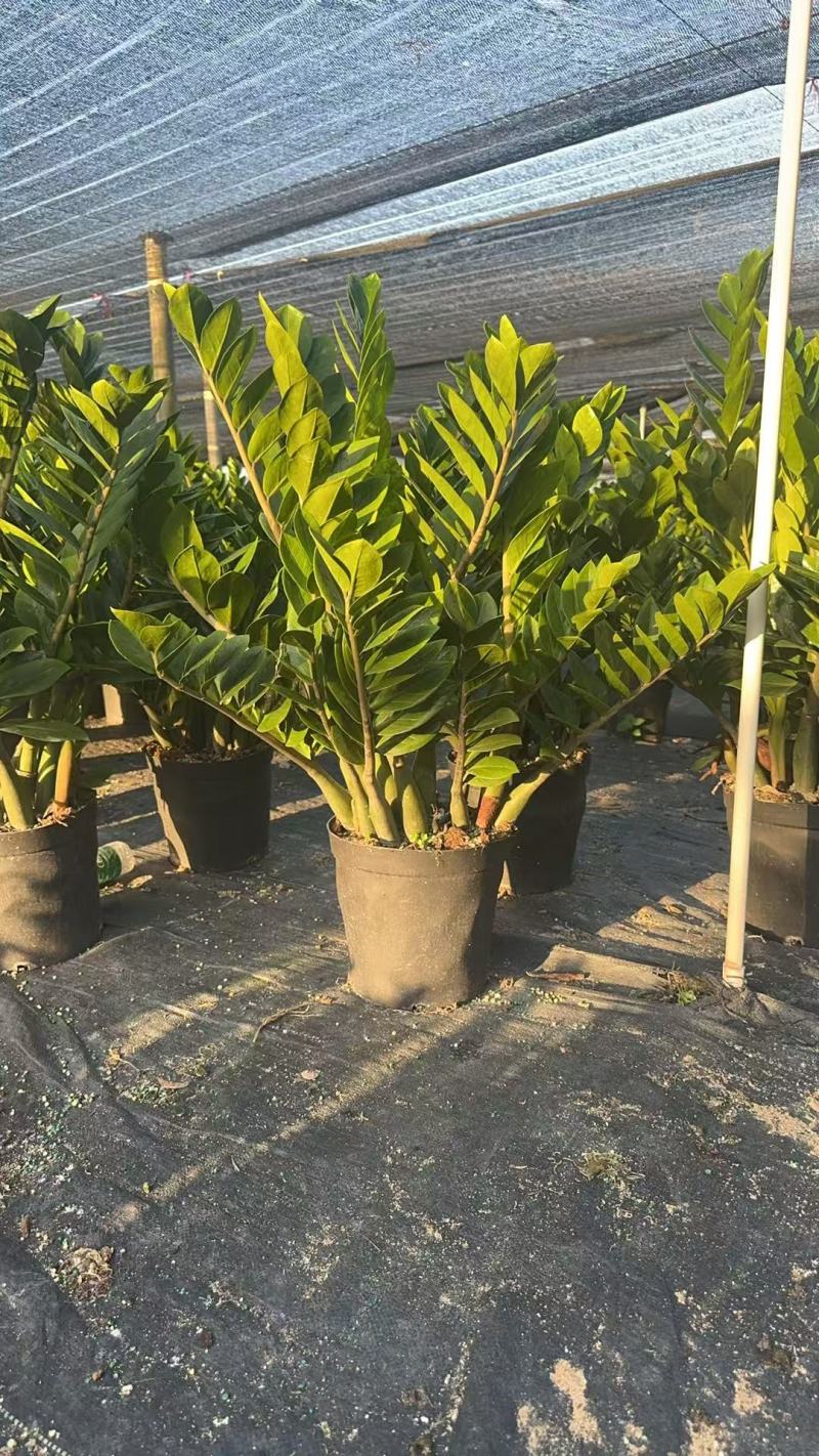 【规格25】金钱树雪铁芋室内办公绿植盆栽花卉净化空气