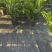 【规格25】金钱树雪铁芋室内办公绿植盆栽花卉净化空气