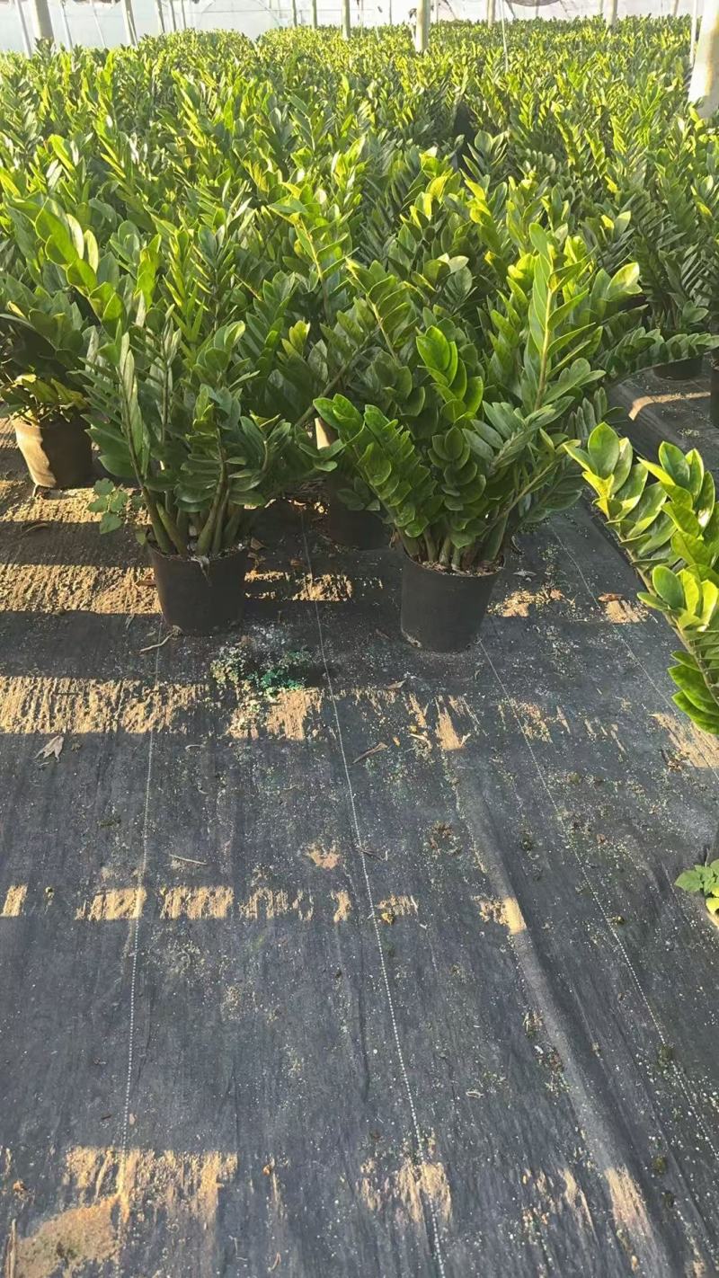 【规格25】金钱树雪铁芋室内办公绿植盆栽花卉净化空气