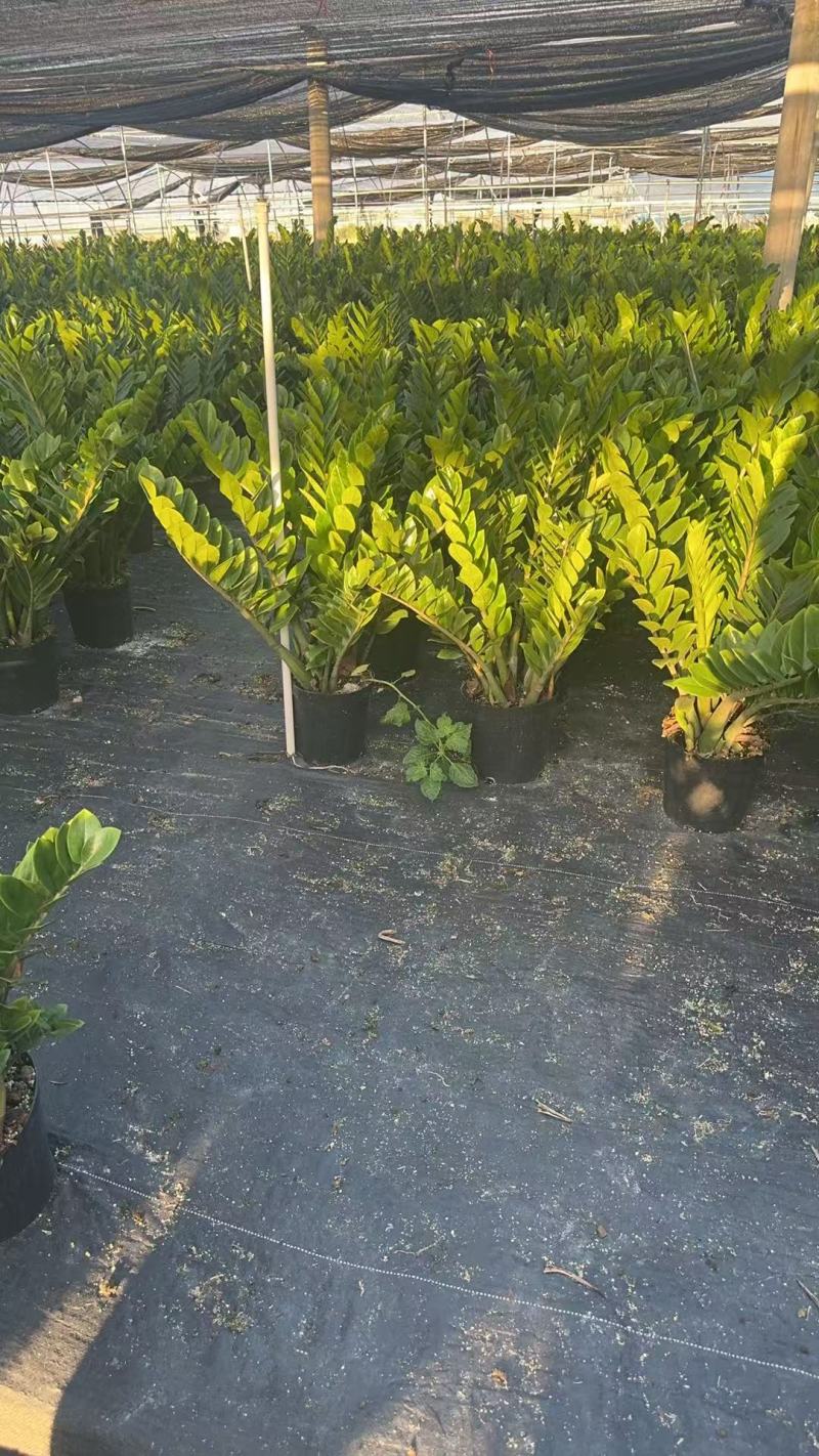 【规格25】金钱树雪铁芋室内办公绿植盆栽花卉净化空气