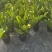 【规格25】金钱树雪铁芋室内办公绿植盆栽花卉净化空气