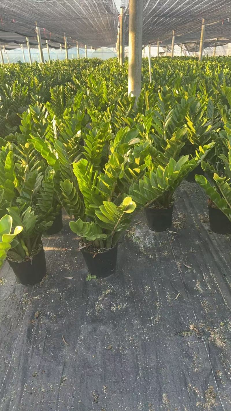 【规格25】金钱树雪铁芋室内办公绿植盆栽花卉净化空气