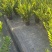 【规格25】金钱树雪铁芋室内办公绿植盆栽花卉净化空气