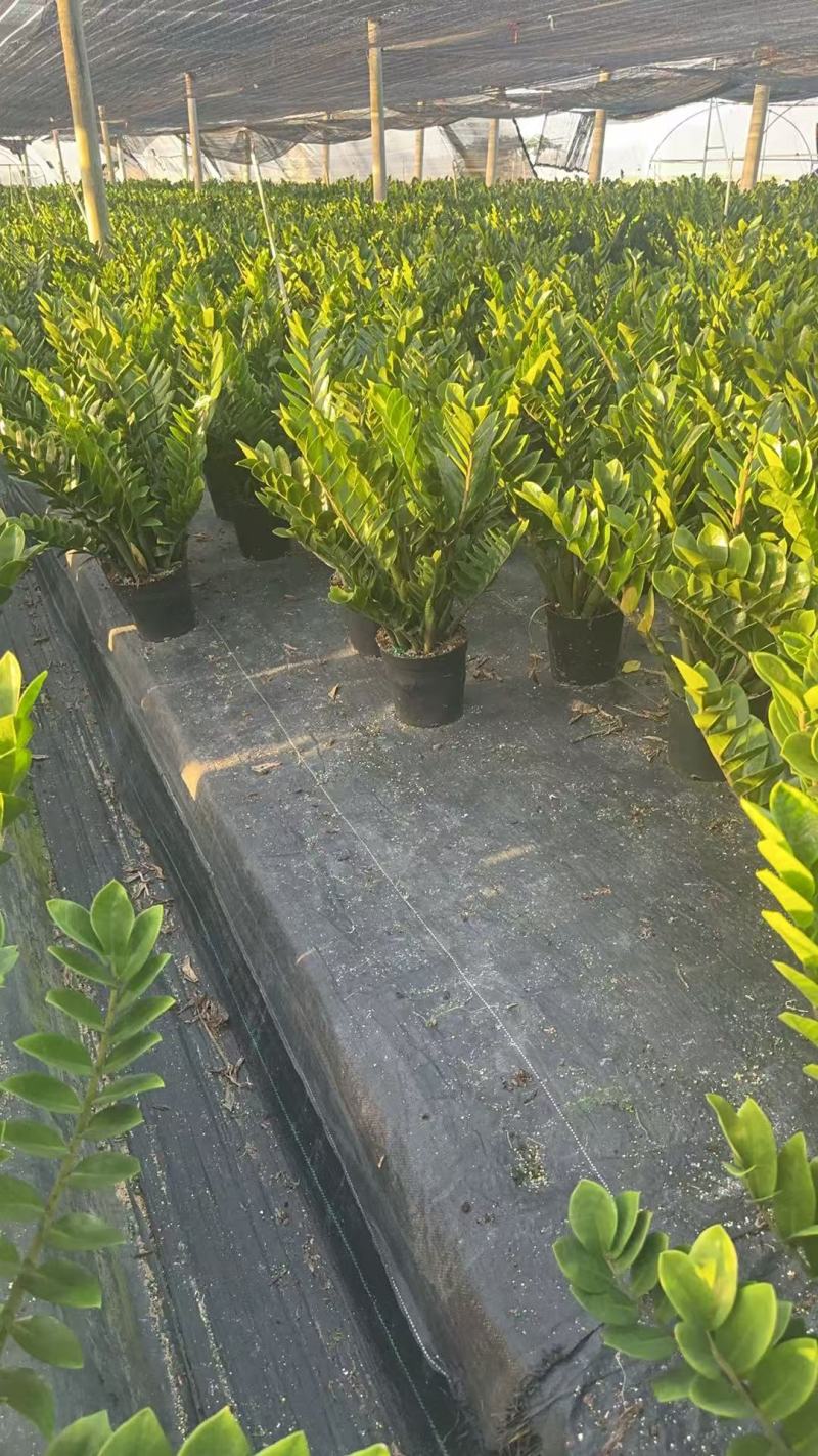 【规格25】金钱树雪铁芋室内办公绿植盆栽花卉净化空气