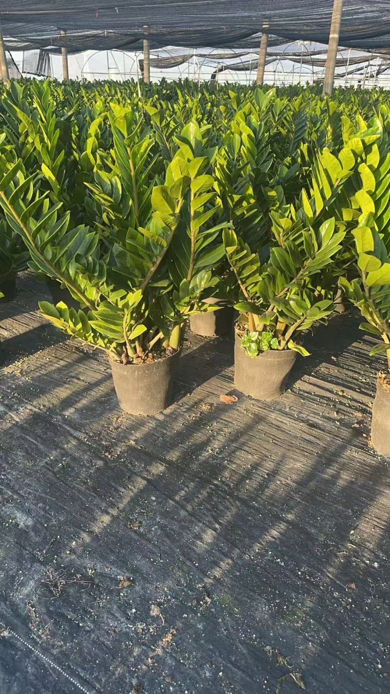 【规格25】金钱树雪铁芋室内办公绿植盆栽花卉净化空气