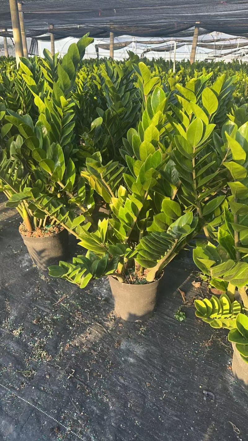 【规格25】金钱树雪铁芋室内办公绿植盆栽花卉净化空气
