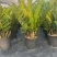 【规格18】金钱树雪铁芋室内绿植净化空气寓意佳
