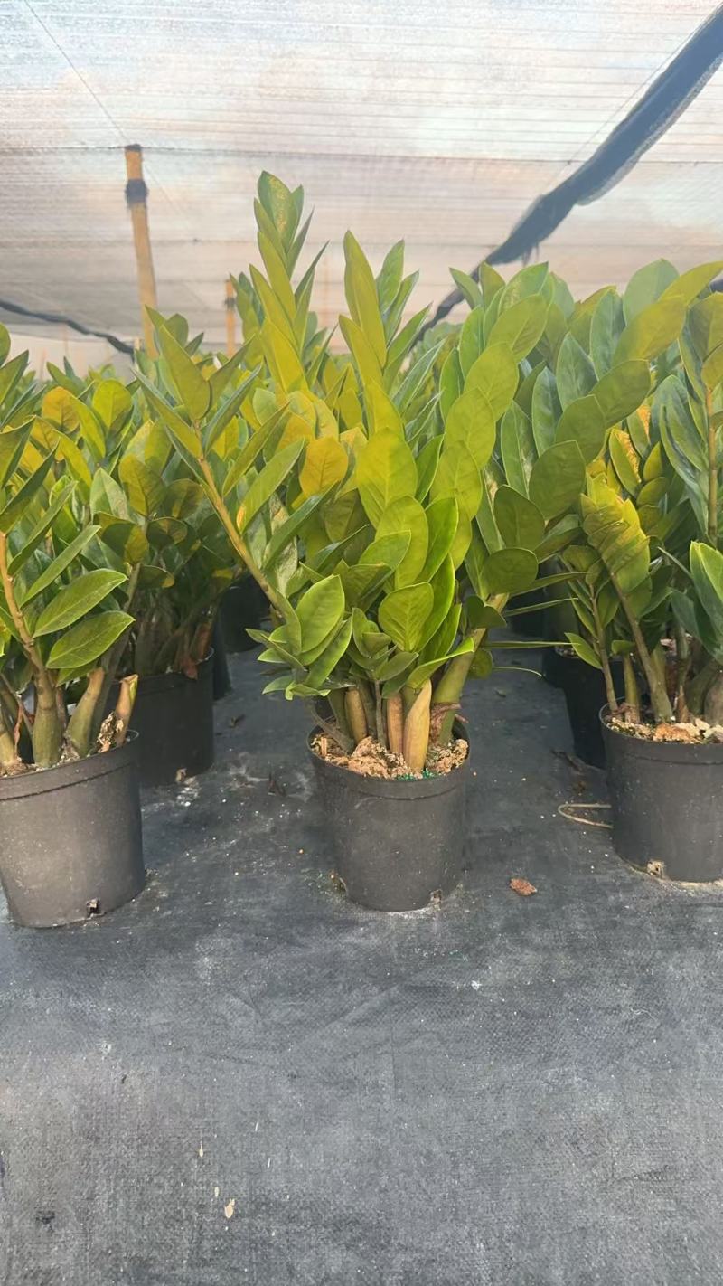 【规格18】金钱树雪铁芋室内绿植净化空气寓意佳