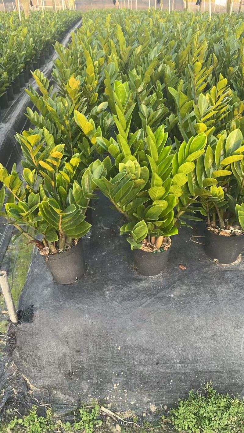 【规格18】金钱树雪铁芋室内绿植净化空气寓意佳