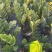 【规格18】金钱树雪铁芋室内绿植净化空气寓意佳