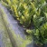 【规格18】金钱树雪铁芋室内绿植净化空气寓意佳