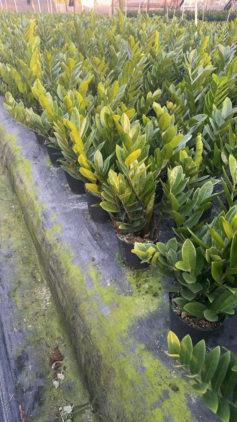 【规格18】金钱树雪铁芋室内绿植净化空气寓意佳