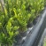 【规格18】金钱树雪铁芋室内绿植净化空气寓意佳
