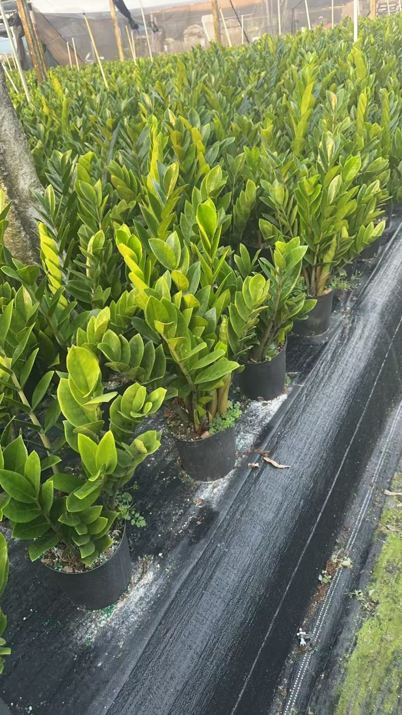 【规格18】金钱树雪铁芋室内绿植净化空气寓意佳