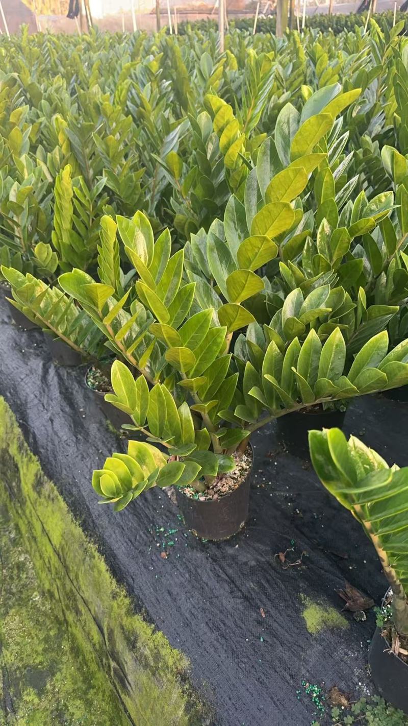 【规格18】金钱树雪铁芋室内绿植净化空气寓意佳
