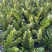 【规格18】金钱树雪铁芋室内绿植净化空气寓意佳