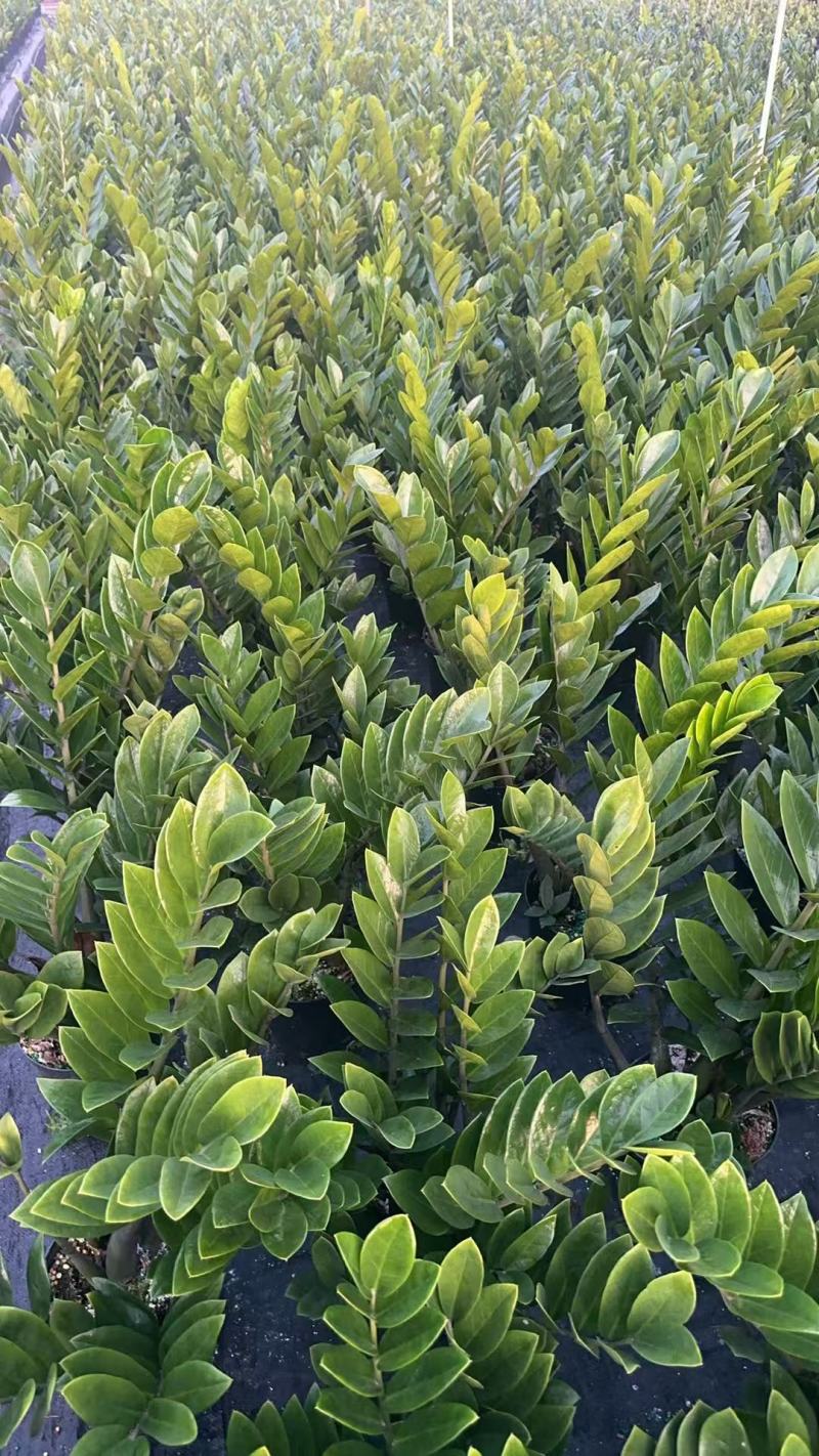 【规格18】金钱树雪铁芋室内绿植净化空气寓意佳