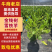 【金钱树】雪铁芋海南基地直发各种规格齐全量大从优