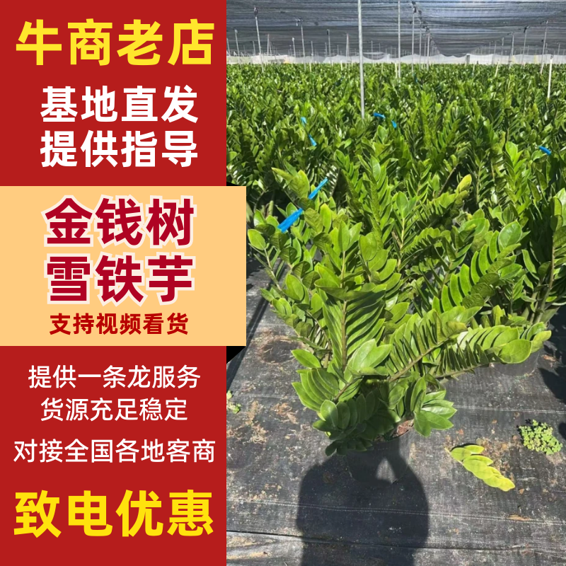【金钱树】雪铁芋海南基地直发各种规格齐全量大从优