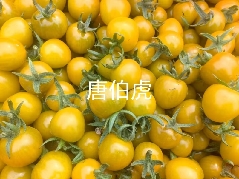 【产地直发】山东糖珀琥圣女果青甜彩色小番茄批发连锁商超