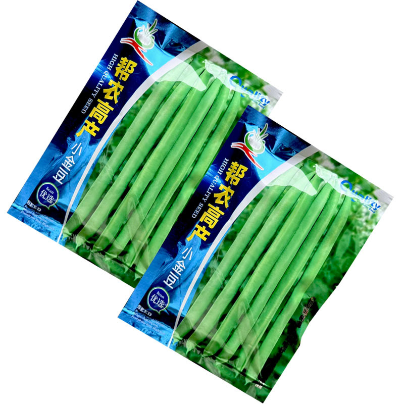小金豆种子高产芸豆四季豆种子200g早熟扁圆形食糯性好
