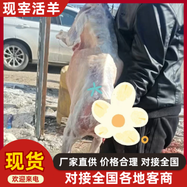 羊肉白条羊活羊现宰现发，品质保证，规格齐全欢迎来电详聊