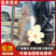 羊肉白条羊活羊现宰现发，品质保证，规格齐全欢迎来电详聊