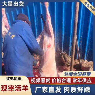 内蒙草原溜达羊现宰活羊，大量现货供应，欢迎来电洽谈更优惠