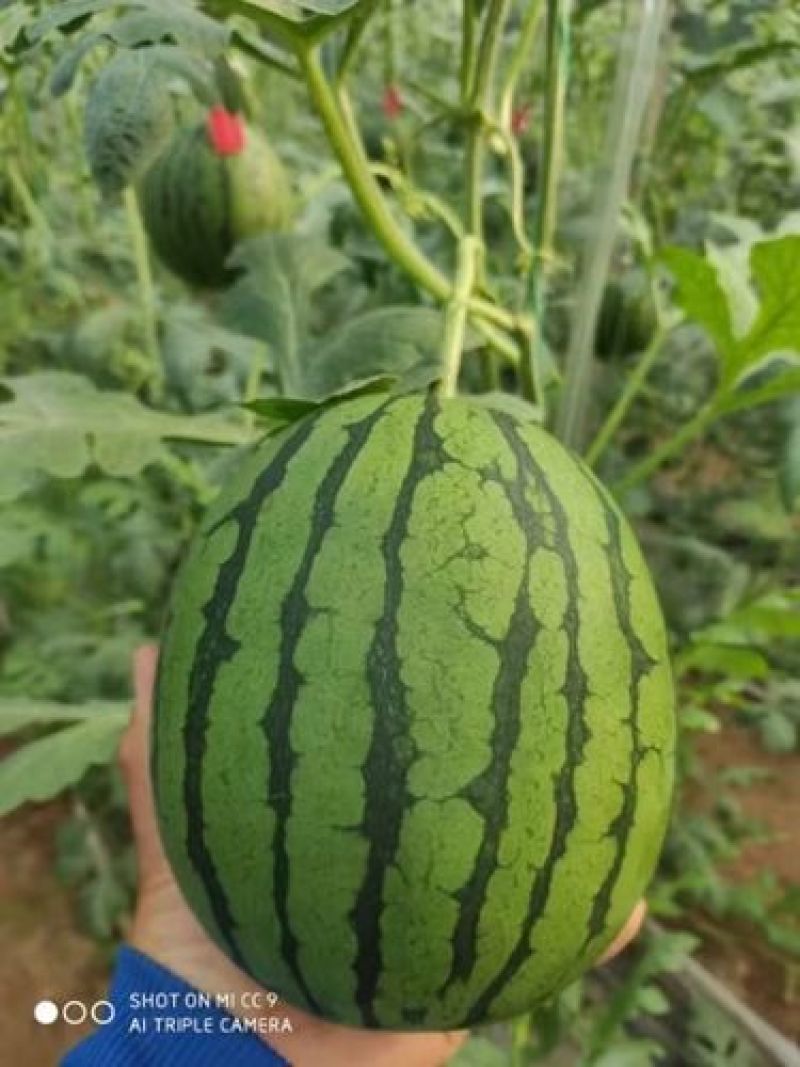 安徽西瓜精品早春红玉产地直发包熟包甜可视频看货