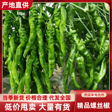 甘肃螺丝椒辣椒品质保证诚信经营全国代发可视频看货