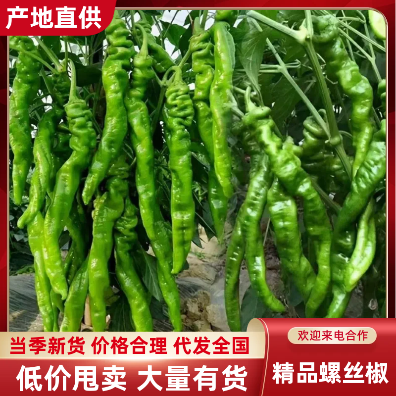 精品螺丝椒产地发货商超品质，货源稳定欢迎电话订货