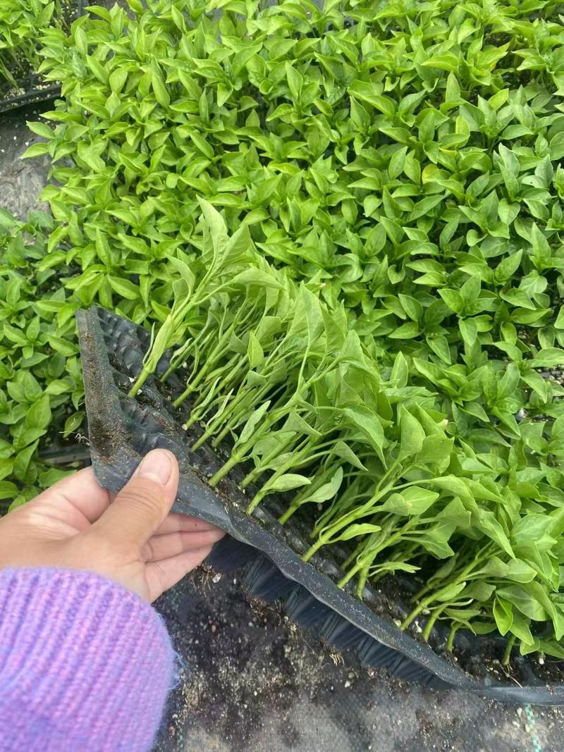 线椒苗【精选】江苏沭阳精品线椒苗现挖现发一手货源