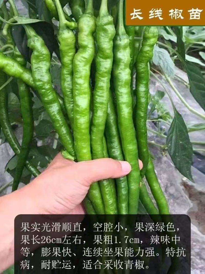 线椒苗【精选】江苏沭阳精品线椒苗现挖现发一手货源