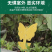 黄板双面强力粘虫板物理粘虫家用诱虫果园茶山插杆蓟马果蝇诱