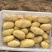 广东荷兰十五土豆大量供应，量大从优，对接电商市场批发商