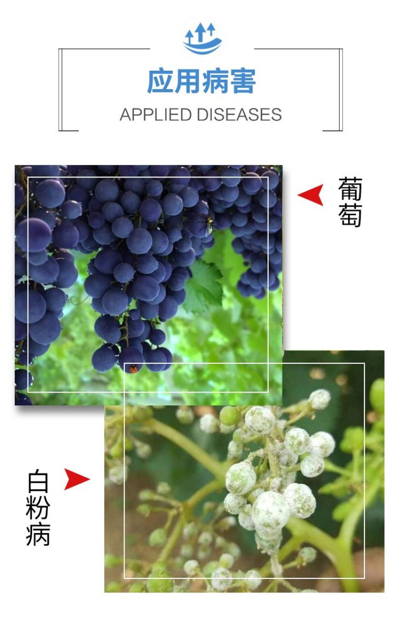 健丰32%苯甲吡唑酯杀菌剂炭疽病白粉病叶斑病果树月季花卉