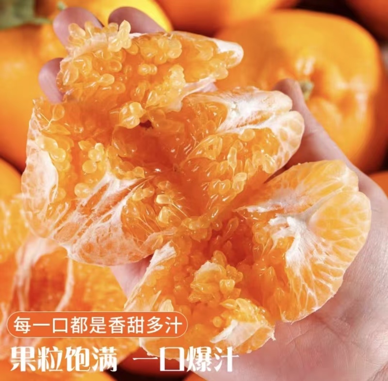 （牛）四川内江耙耙柑（春见柑橘）预售期