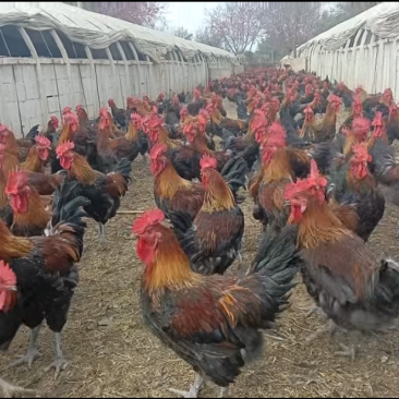 正宗散养红瑶土公鸡颜值高好养活可做种鸡