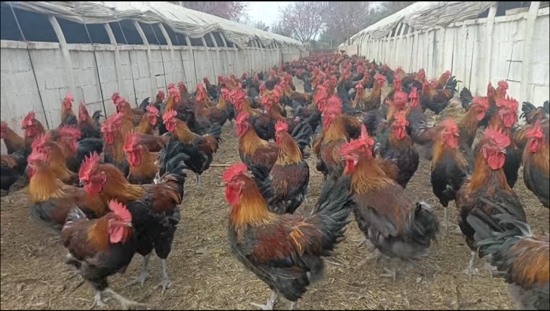 正宗散养红瑶土公鸡颜值高好养活可做种鸡