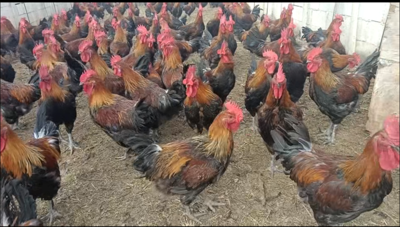 正宗散养红瑶土公鸡颜值高好养活可做种鸡