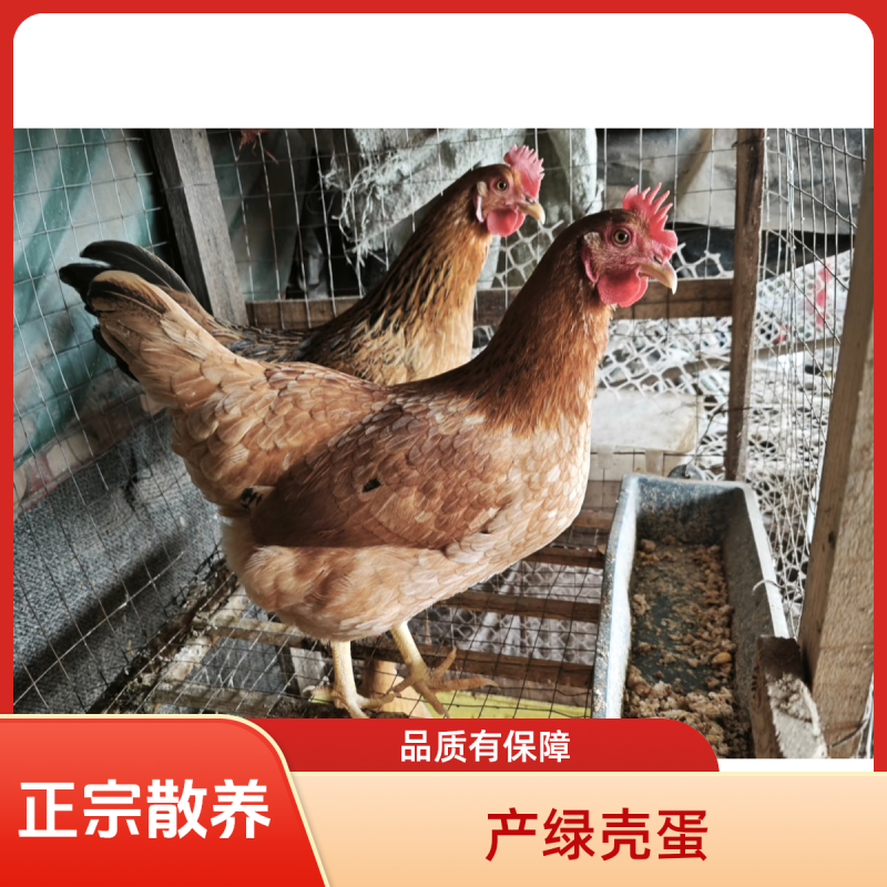 纯种翔龙公司正宗散养苏禽鸡绿壳蛋鸡绿蛋率99