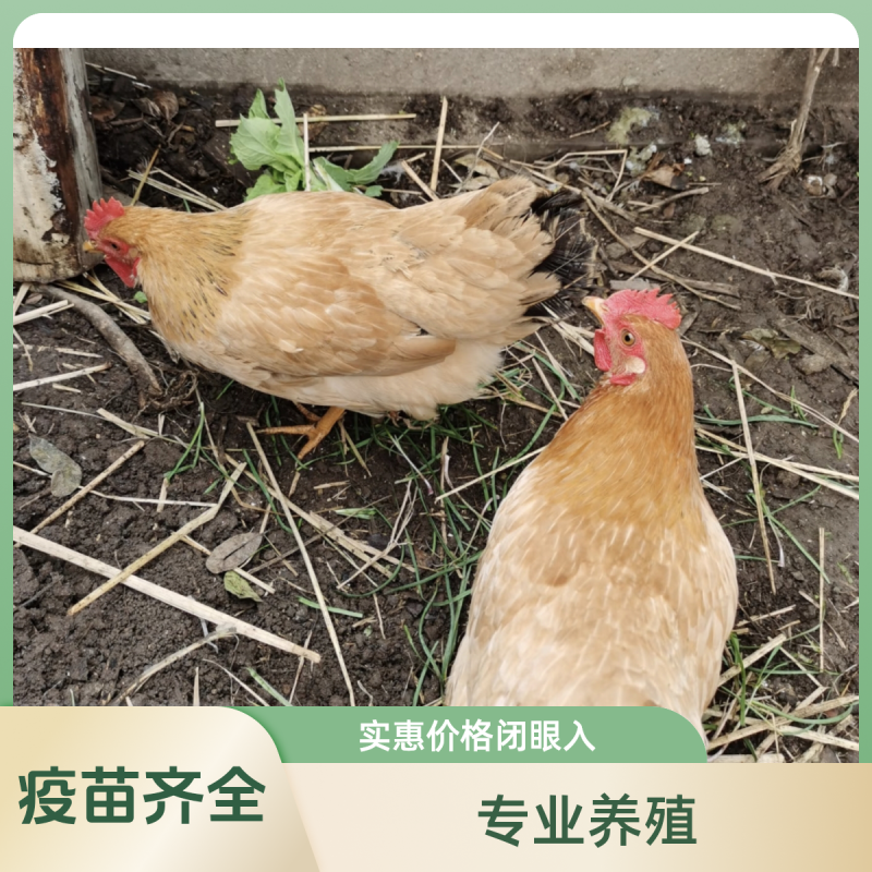 纯种翔龙公司正宗散养苏禽鸡绿壳蛋鸡绿蛋率99