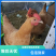 纯种翔龙公司正宗散养苏禽鸡绿壳蛋鸡绿蛋率99