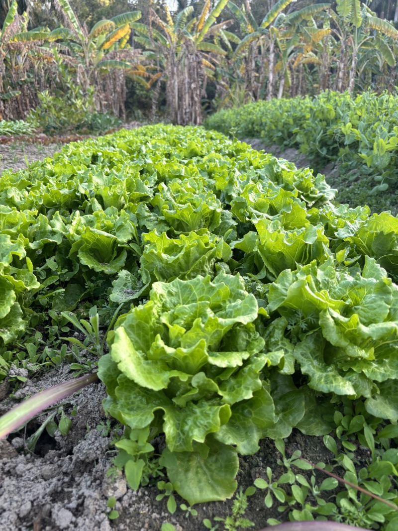 精品生菜广东深圳产地直供质量保证自己种植现摘现发包邮