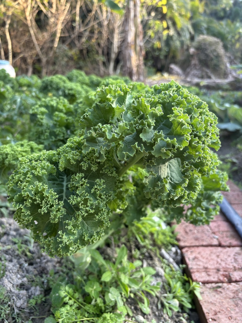精品生菜广东深圳产地直供质量保证自己种植现摘现发包邮