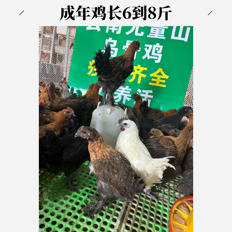 正宗无量山青花鸡疫苗齐全